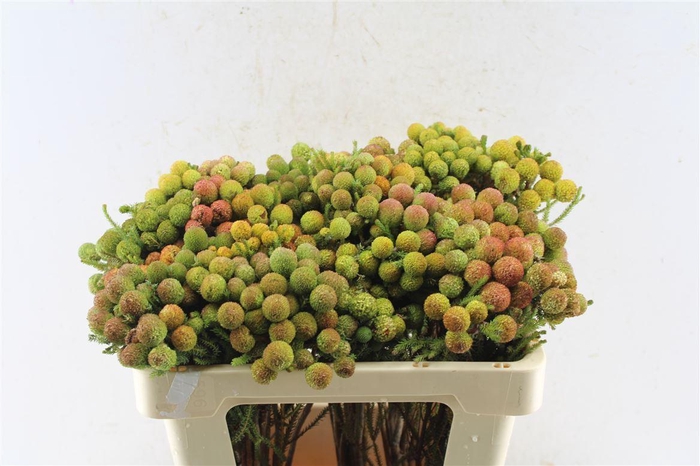 <h4>Kaaps Berz Galpinii Baubles</h4>