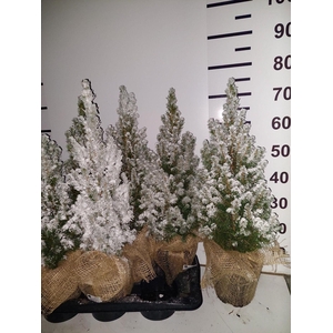 PICEA GL CONICA