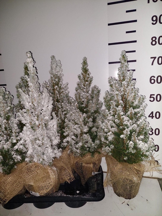 <h4>PICEA GL CONICA</h4>