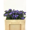 AGER H BLUE PLANET