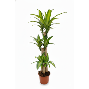 Dracaena overig