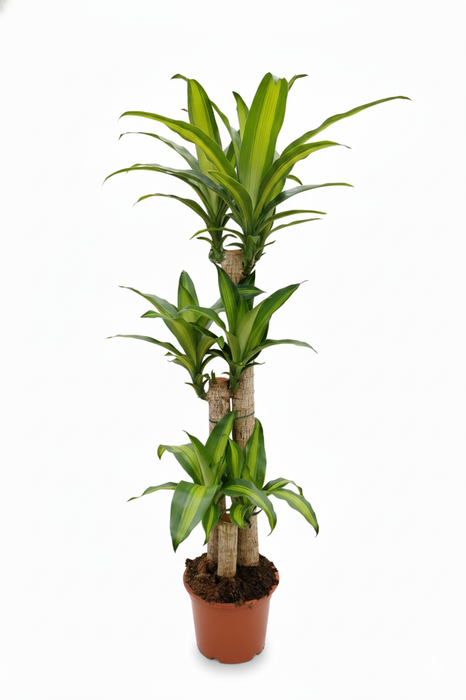 <h4>Dracaena overig</h4>
