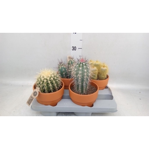 Cactus   ...mix