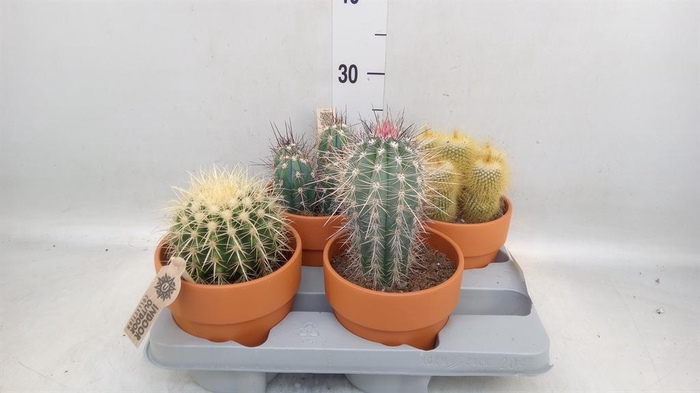 <h4>Cactus   ...mix</h4>