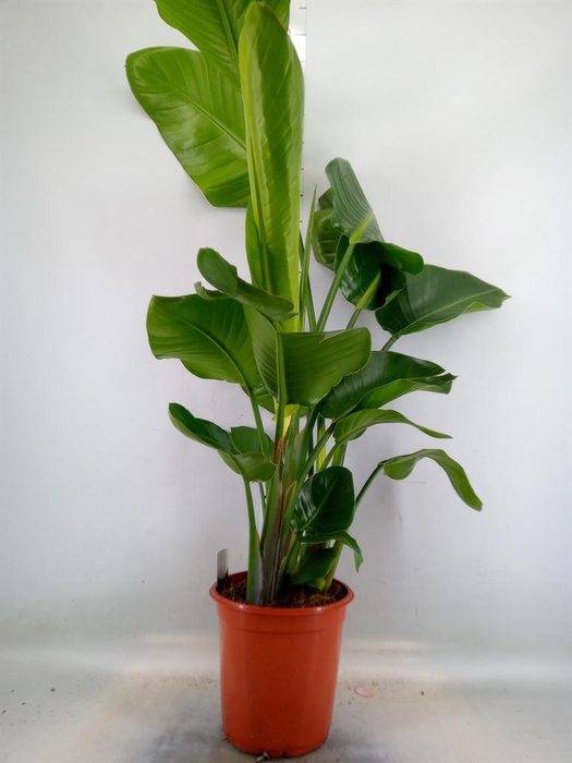 <h4>Strelitzia nicolai</h4>