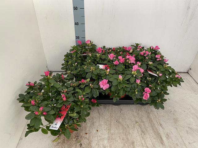 <h4>RHODO SI VOGEL GEM</h4>