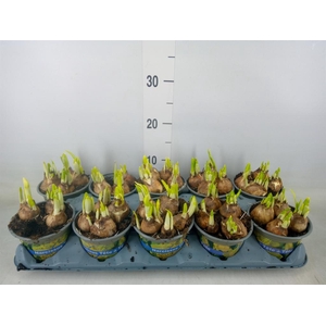 Narcissus  'Tete a tete'