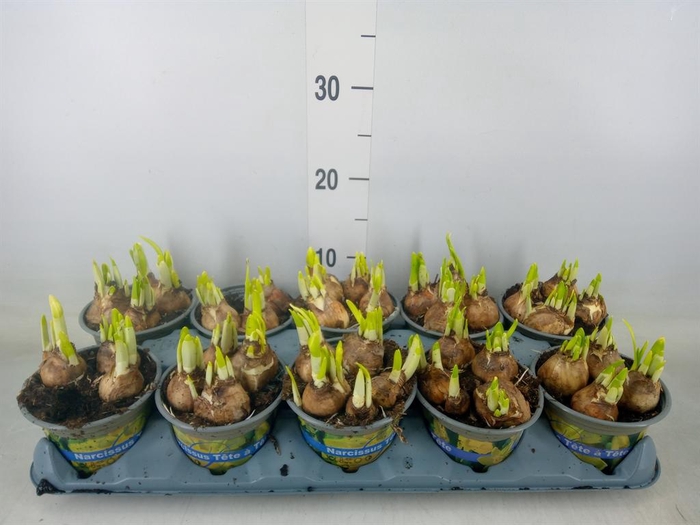 <h4>Narcissus  'Tete a tete'</h4>