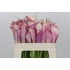 Zantedeschia Eydolls Purple White