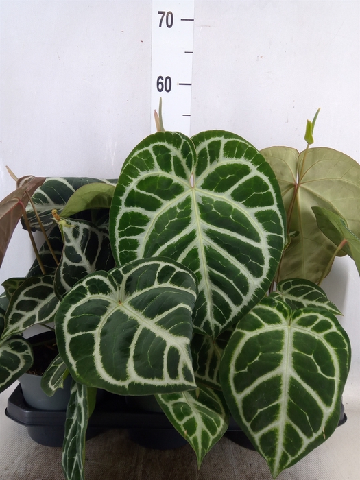 <h4>Anthurium cryst. 'Karma Crystal'</h4>