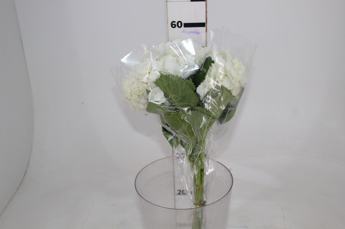 <h4>HORTENSIA 050 CM BRANCO</h4>