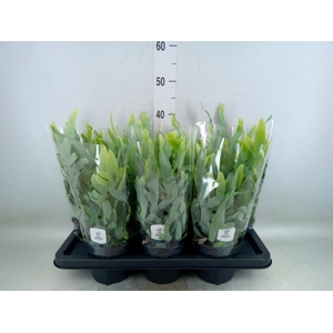 Phlebodium aureum 'Blue Star'