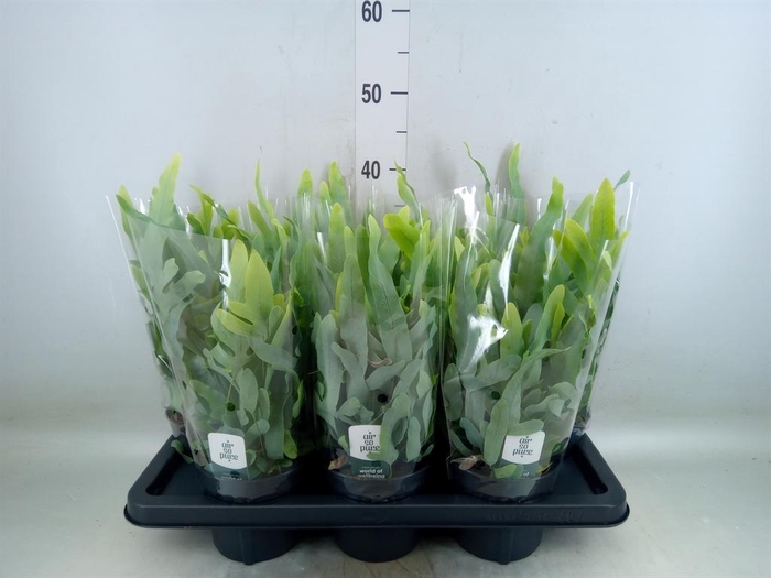 <h4>Phlebodium aureum 'Blue Star'</h4>