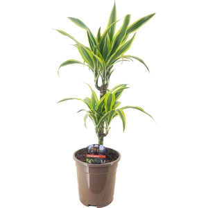 Dracaena deremensis lemon lime 30-10