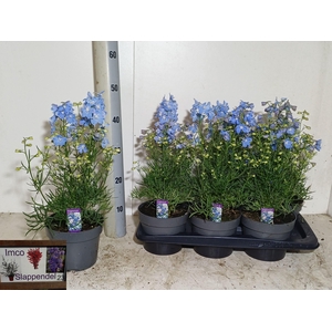 DELP GRANDIFLORUM