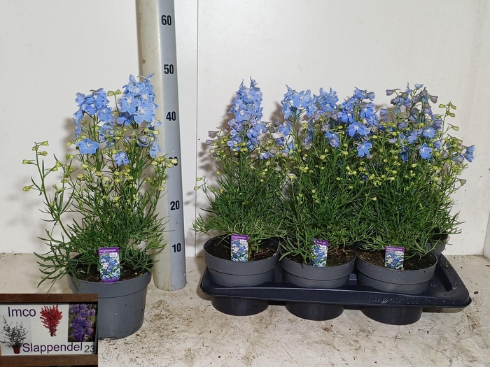 <h4>DELP GRANDIFLORUM</h4>