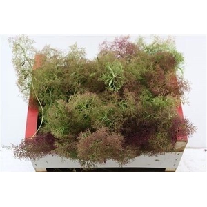 DECOGROEN GEM