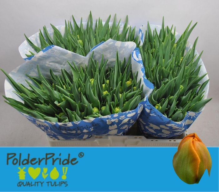 <h4>Tulipa do icoon</h4>