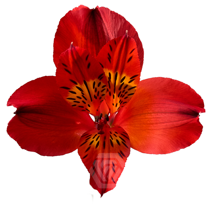 <h4>ALSTR HOT PEPPER Tessa</h4>