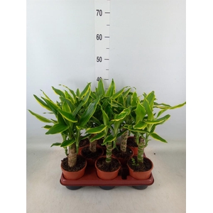 Dracaena frag. 'Golden Coast'