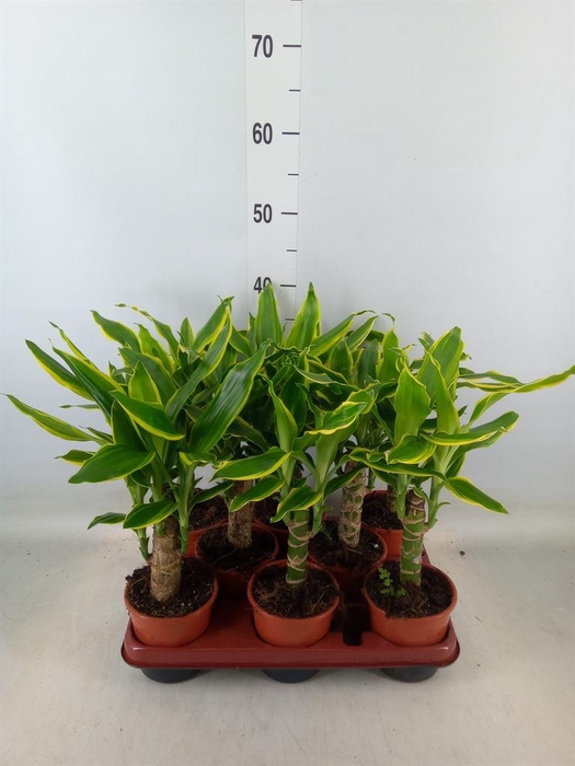 <h4>Dracaena frag. 'Golden Coast'</h4>