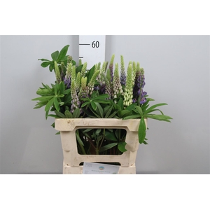 Lupinus Mix