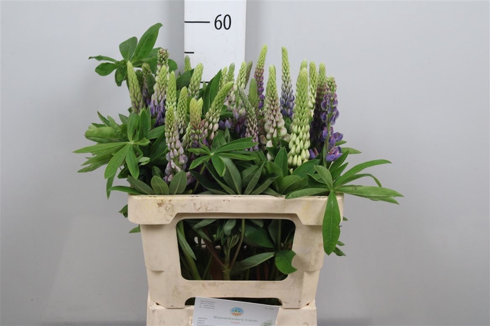 <h4>Lupinus Mix</h4>