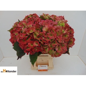 HYDR M ROYAL LOVE CL