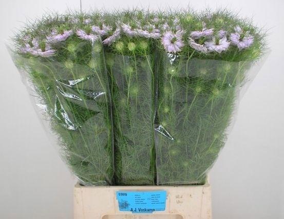 <h4>Nige D Baby Pink</h4>