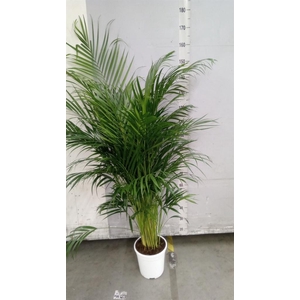 Dypsis lutescens   ...Chrysalidoca