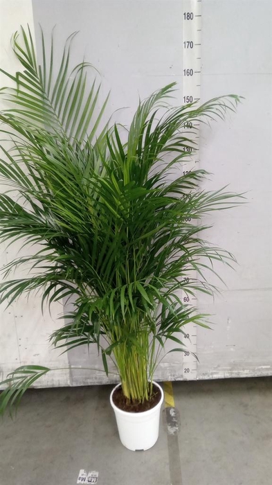 <h4>Dypsis lutescens   ...Chrysalidoca</h4>