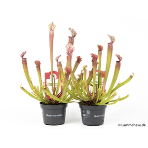 SARRACENIA STEVENSII P9 NR 112