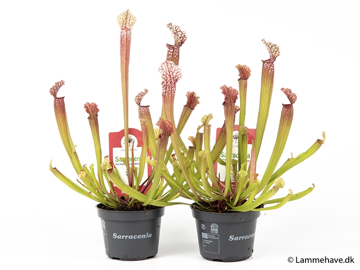 SARRACENIA STEVENSII P9 NR 112