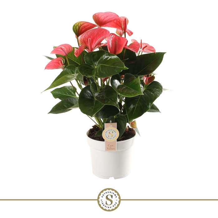 <h4>Anthurium andr. 'Pink Champion'</h4>
