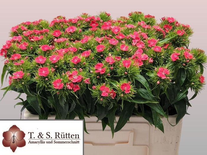 <h4>DI BARB B ZALMROSE</h4>