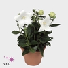 .Platycodon grandiflorus astra white
