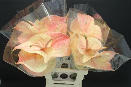 <h4>Anthurium Nunzia</h4>