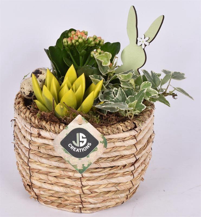 <h4>Mais mand 16cm</h4>