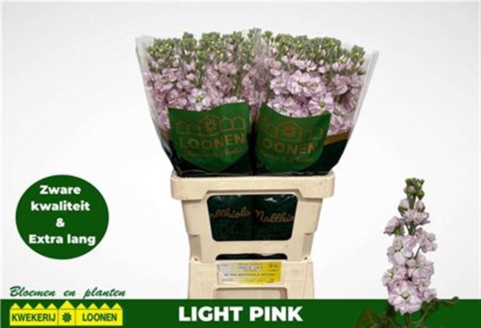 <h4>Matth Milla Light Pi</h4>