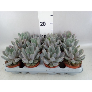 Pachyphytum  'Draco'