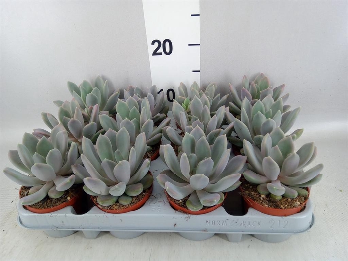 <h4>Pachyphytum  'Draco'</h4>