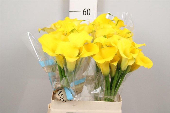 <h4>Zant Monte Carlo</h4>