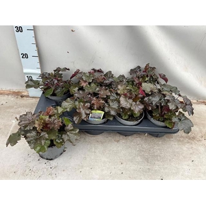 HEUCH MI PALACE PURP