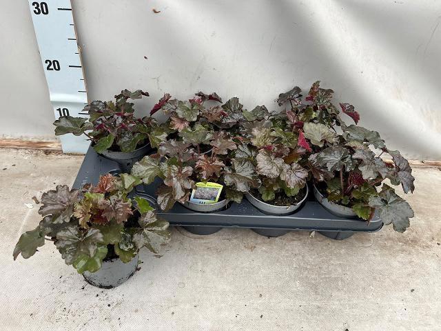 <h4>HEUCH MI PALACE PURP</h4>
