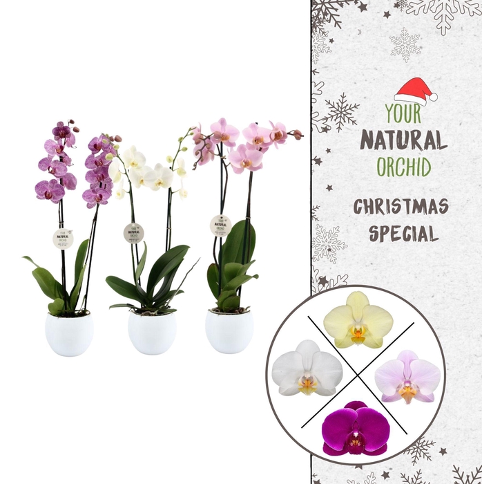 <h4>Christmas | 2 spike mix | Lisa wit</h4>