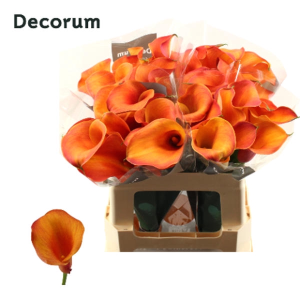 <h4>Calla Captain Odeon Decorum Future</h4>