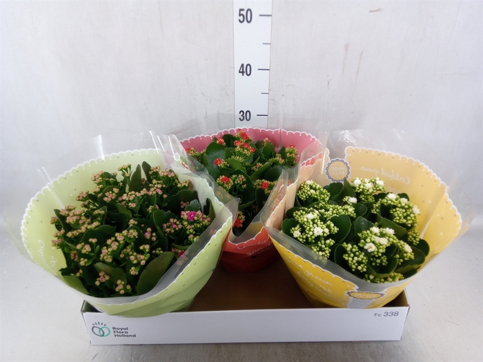 <h4>Kalanchoe blos.   ..rosebud mix  4</h4>