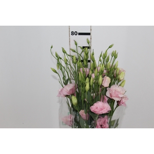 LISIANTHUS ARENA III ROSE ROSA 060 CM