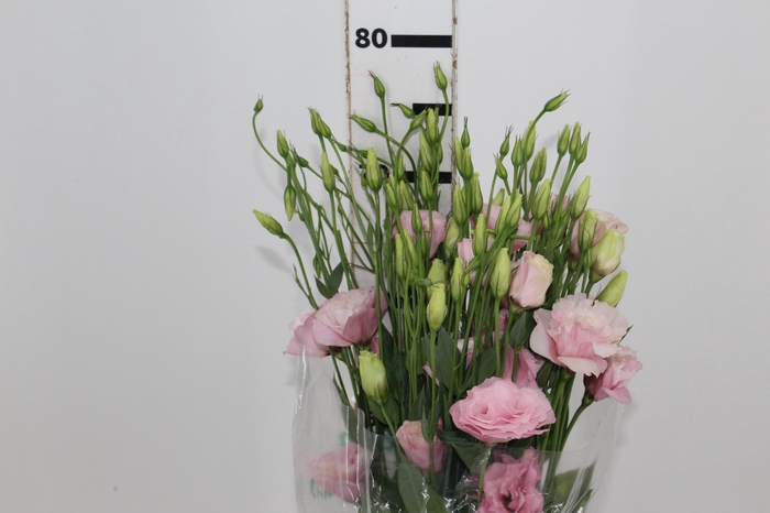 <h4>LISIANTHUS ARENA III ROSE ROSA 060 CM</h4>