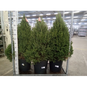 Picea glauca 'Conica'